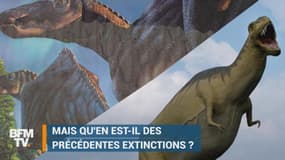 6ème extinction massive: comment étaient les cinq précédentes?