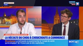 Alsace: une "bonne récolte" du chou qui a commencé dans la région