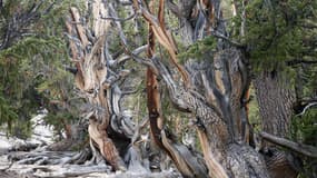 Les vieux pins de Bristlecone, le 13 septembre 2007 dans la forêt nationale d'Inyo, en Californie, aux États-Unis.