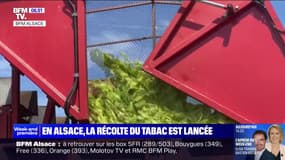 Après une année compliquée et un printemps très pluvieux, la récolte du tabac est lancée en Alsace
