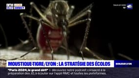 Lyon: la stratégie des écologistes contre le moustique tigre