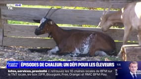 Comment les épisodes de chaleur fragilisent les animaux des éleveurs