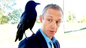 Canuck le corbeau interviewé par un journaliste canadien.