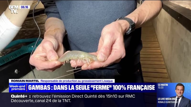 Au coeur d'une ferme 100% française qui élève des crevettes