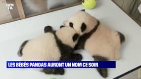 Les bébés pandas auront un nom ce soir - 18/11