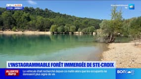 Alpes-de-Haute-Provence: la forêt immergée de Sainte-Croix fascine les réseaux sociaux