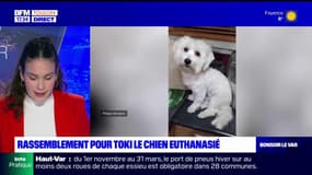 Chien euthanasié à Hyères: une dizaine de personnes rassemblées devant la direction départementale de la protection des populations