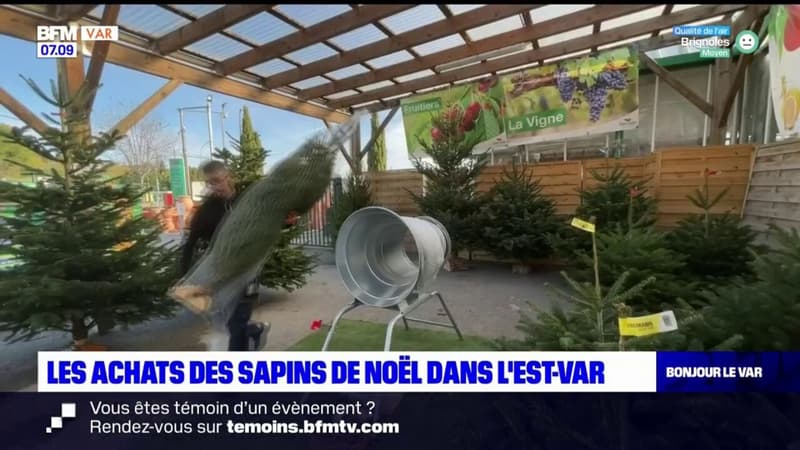 Var: les ventes de sapins de Noël se portent bien