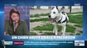 #Magnien: un chien a été sauvé grâce à Facebook