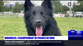 Brignoles: la finale du championnat de France de ring se tient ce week-end