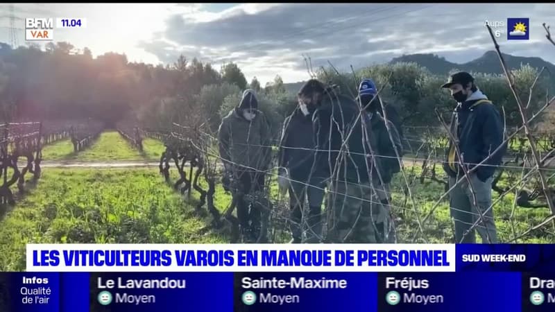 Les viticulteurs varois en manque de personnel qualifié