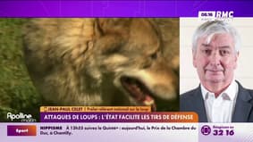 Attaques de loups : l'Etat facilite les tirs de défense 