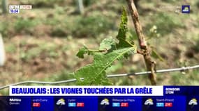 Beaujolais : les vignes touchées par la grêle
