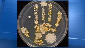 L'empreinte bactérienne d'une main d'enfant.