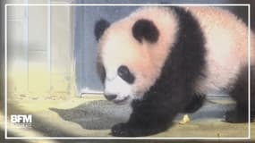 Au Japon, ce bébé panda fait ses débuts médiatiques 