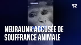  Souffrance animale: la société d'Elon Musk Neuralink accusée d'avoir tué des animaux pour rien