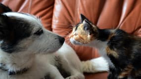 Un chien et un chat dans une appartement. (Photo d'illustration)
