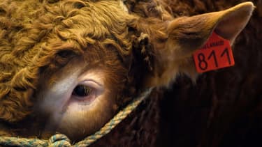 Image d'illustration - Une vache