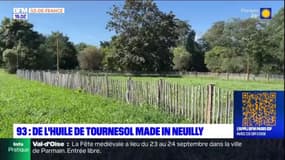 Neuilly-Plaisance: la fabrication de l'huile de tournesol présentée dans le parc des Coteaux d'Avron