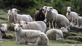 Après le cheval, 57 tonnes de mouton prohibé ont été retrouvées chez Spanghero.