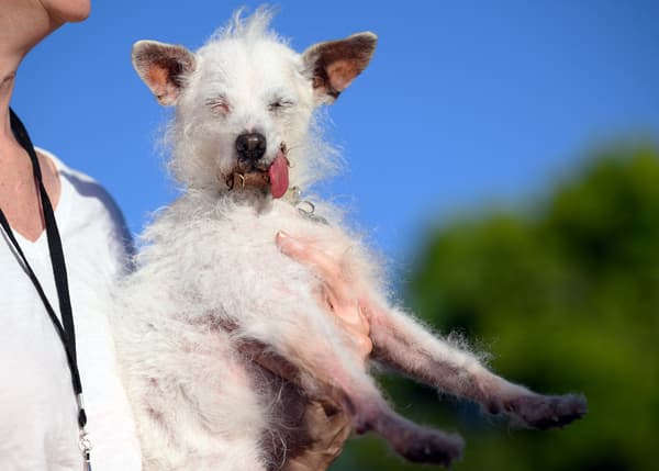 Un juge contrôle Daisy Mae lors du concours du "chien le plus moche du monde" à Petaluma, Californie, le 21 juin 2024.