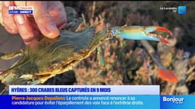 Hyères : 300 crabes bleus capturés en 9 mois