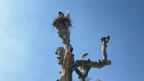 Le nid de cigognes perché au sommet d'un arbre du parc de l'Orangerie, à Strasbourg (Bas-Rhin) en avril 2025. 