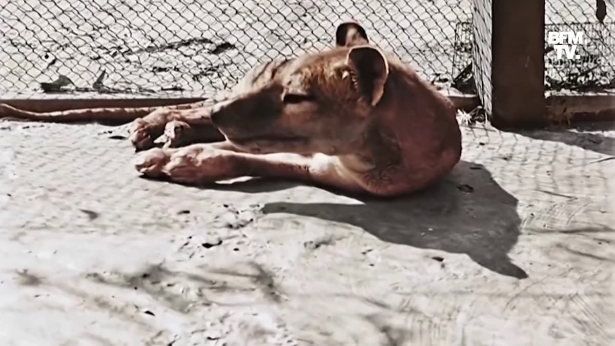 placeholder video