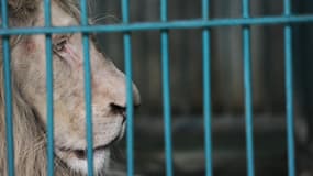 Le lion aurait attaqué la petite fille à travers sa cage (illustration)