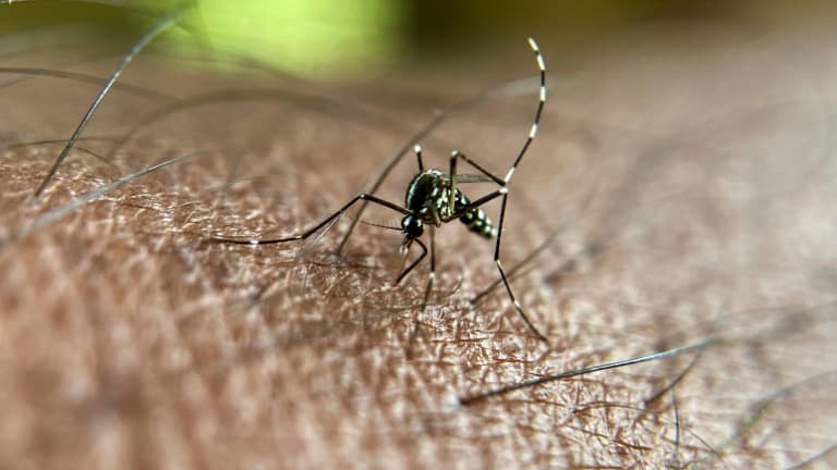 UN NOUVEAU FOYER DE CHIKUNGUNYA DÉTECTÉ EN ISÈRE?