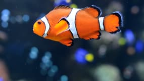 Le poisson-clown est hermaphrodite. (Photo d'illustration)