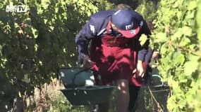 Top 14 - Bordeaux-Bègles fait les vendanges