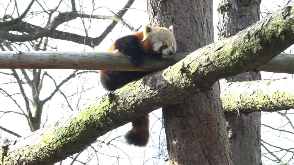 Des nouvelles de Pyaro et Meï, les jeunes pandas roux / Actualités / Zoo de  Lille - /Zoo-de-Lille