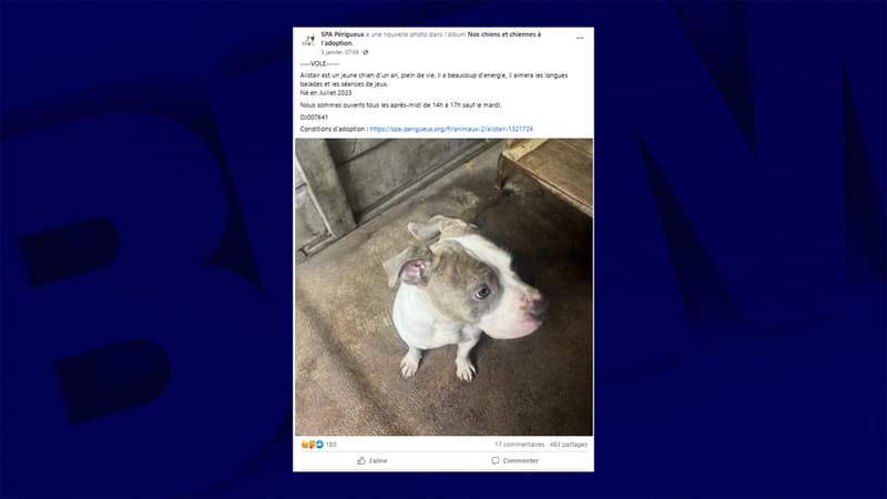 Le chien Alistair a été volé dans la nuit du 30 janvier à la SPA Périgueux.