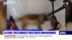 La Fare-les-Oliviers: des animaux victimes d'empoisonnements 