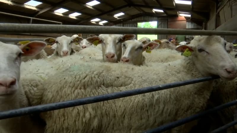 Fièvre catarrhale ovine: deux nouveaux foyers détectés près de Thionville en Moselle