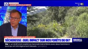 Sécheresse dans les Alpes-Maritimes: quelles espèces menacées dans les forêts ?