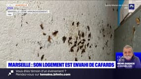 Marseille: un logement envahi de cafards