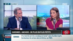 Dupin Quotidien : Les sardines et les anchois dans le golfe de Gascogne de plus en plus petits - 14/06