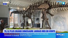 Yvelines: un fossile d'un apatosaure mis en vente, le plus grand dinosaure jamais présenté aux enchères