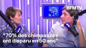 Les chimpanzés peuvent-ils nous aider à sauver la forêt ?
