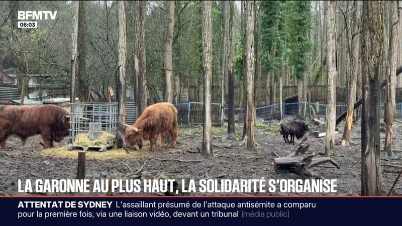 "À 80% le parc animalier est détruit": la solidarité s'organise en Gironde après les inondations