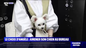 Le choix d'Angèle - Une entreprise japonaise autorise ses salariés à se rendre au bureau avec leur animal de compagnie