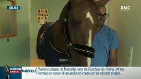 Peyo, le cheval qui murmurait à l'oreille des patients