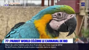 Seine-et-Marne: Parrot World célèbre le carnaval de Rio