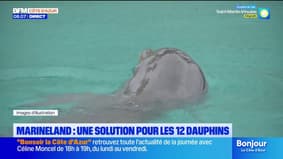 Marineland d'Antibes : les 12 dauphins devraient être transférés au zoo de Beauval