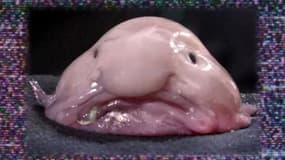 Le blobfish a été désigné animal le plus laid du monde.