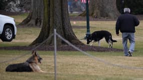 Les premiers chiens Champ et Major Biden sur la pelouse sud de la Maison Blanche à Washington DC, le 25 janvier 2021. 
