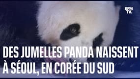  Des jumelles panda naissent dans un zoo à Séoul, en Corée du Sud 