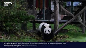 La diplomatie du panda, cette stratégie chinoise - 24/11
